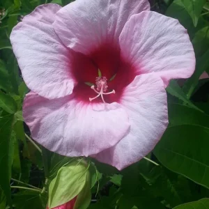 Hibiscus Lady Baltimore Live Plant - 3 Pack, 4-6" Tall Hardy Rose Mallow - Image 1