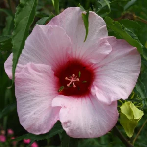Hibiscus Lady Baltimore Live Plant - 3 Pack, 4-6