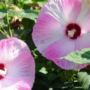 Hibiscus Moscheutos Starter Plant - Hardy Perennial, 2.5x3.5 Inch Pot, Outdoor - Image 2