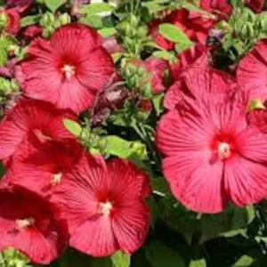 Hibiscus Moscheutos Starter Plant - Hardy Perennial, 2.5x3.5 Inch Pot, Outdoor - Image 1