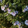 Hibiscus Syriacus Azurri Blue Satin Live Plant – 5-7 Inch Starter – Outdoor Shrub - Image 1