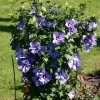 Hibiscus Syriacus 'Bluebird' Live Plant - Azure Blue Rose of Sharon Shrub, 6-10 Inch Starter - Image 1