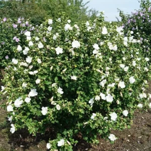 Hibiscus Totus Albus Live Plant - White Rose of Sharon Shrub, 4-6 Inch Starter - Image 1