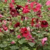 Hollyhock Live Plant - Alcea Rosea 'Indian Spring' Mixed Colors - Starter Plant - Image 1