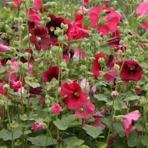Hollyhock Live Plant - Alcea Rosea 'Indian Spring' Mixed Colors - Starter Plant - Image 1