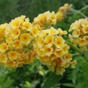 Honeycomb Buddleia Live Plant – Butterfly Bush, 4 Inch Pot, Outdoor Shrub - Image 2