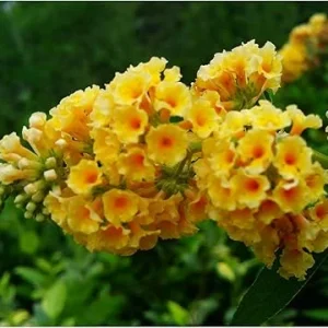 Honeycomb Buddleia Live Plant – Butterfly Bush, 4 Inch Pot, Outdoor Shrub - Image 1