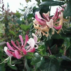 Honeysuckle Vine Starter Plant - Lonicera Perennial - 6-10 Inch Tall - Outdoor - Image 2