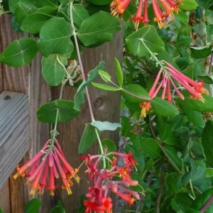 Honeysuckle Vine Starter Plant - Lonicera Perennial - 6-10 Inch Tall - Outdoor - Image 3