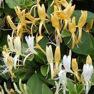 Honeysuckle Vine Starter Plant - Lonicera Perennial - 6-10 Inch Tall - Outdoor - Image 1