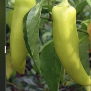 Hot Banana Pepper Live Plants - 3-Pack, Mild Heat, 18-24" Tall - Image 1