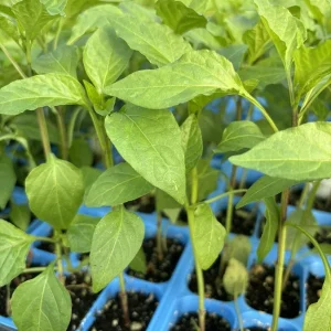 Hot Hungarian Wax Pepper Live Plant - 3-Pack, 15,000 SHU, 75 Days Old Seedlings - Image 1