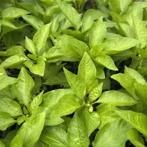 Hot Hungarian Wax Pepper Live Plants - Set of 3, 4-8 inches tall, Outdoor - Image 2