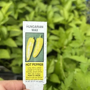 Hot Hungarian Wax Pepper Live Plants - Set of 3, 4-8 inches tall, Outdoor - Image 3