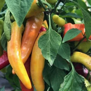 Hot Hungarian Wax Pepper Live Plants - Set of 3, 4-8 inches tall, Outdoor - Image 1