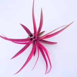 Hot Pink Capitata Air Plant Live Tillandsia Terrarium Plant 4-7 inches Indoor - Image 1
