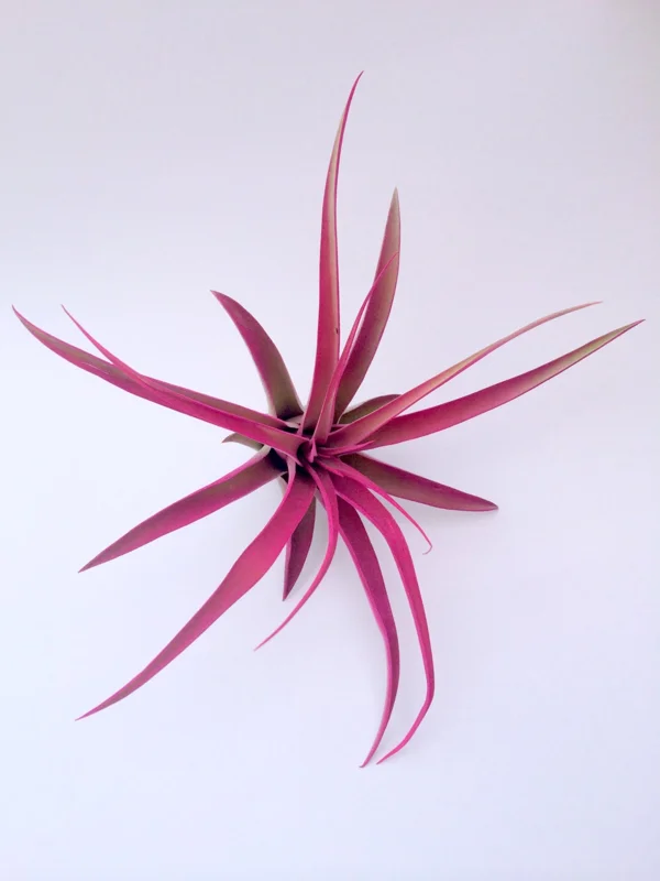 Hot Pink Capitata Air Plant – Tillandsia Terrarium Plant – Live – 4-7 Inches - Image 2