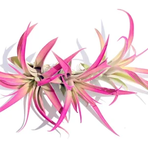 Hot Pink Capitata Airplant Set - 3 Live Tillandsia Terrarium Plants, 4-7 inch - Image 1