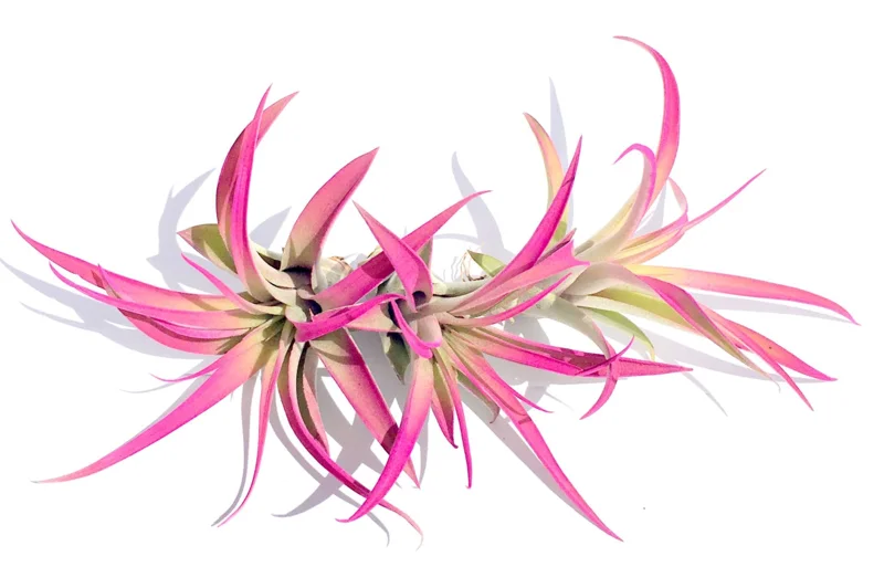 Hot Pink Capitata Airplant Set - 3 Live Tillandsia Terrarium Plants, 4-7 inch - Image 1