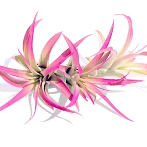 Hot Pink Capitata Airplant Set - 3 Live Tillandsia Terrarium Plants, 4-7 inch - Image 2