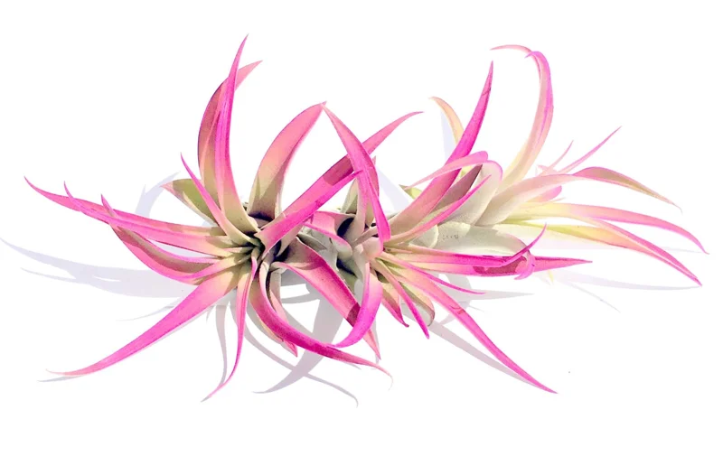 Hot Pink Capitata Airplant Set - 3 Live Tillandsia Terrarium Plants, 4-7 inch - Image 2