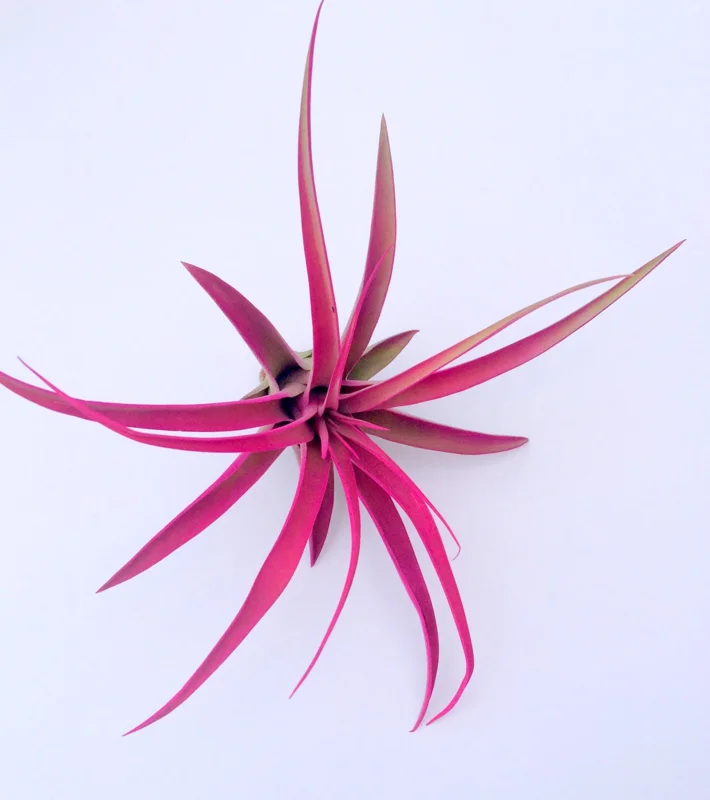 Hot Pink Capitata Airplant Set - 6 Live Tillandsia Plants 4-7 inches - Indoor Terrarium & Wedding Favors - Image 3
