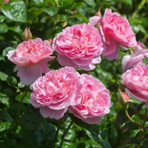 Hot Pink Climbing Rose Live Plant – Vibrant Outdoor Garden Bloom - Image 2