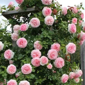 Hot Pink Climbing Rose Live Plant – Vibrant Outdoor Garden Bloom - Image 3
