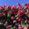 Hot Pink Climbing Rose Live Plant – Vibrant Outdoor Garden Bloom - Image 1
