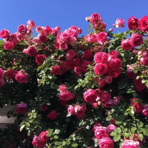 Hot Pink Climbing Rose Live Plant – Vibrant Outdoor Garden Bloom - Image 1