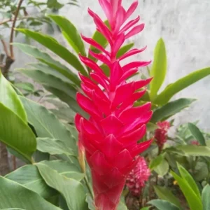 Hot Pink Ginger Live Plant - 2-5" Tall - Tropical Ornamental Zingiber for Garden & Container Growing - Image 2
