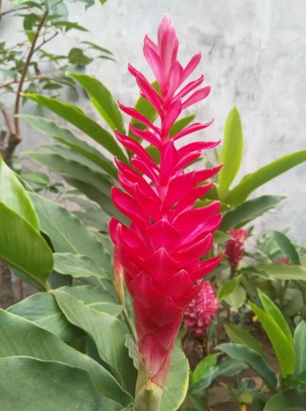 Hot Pink Ginger Live Plant - 2-5" Tall - Tropical Ornamental Zingiber for Garden & Container Growing - Image 2