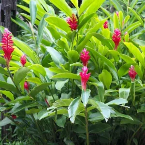 Hot Pink Ginger Live Plant - 2-5