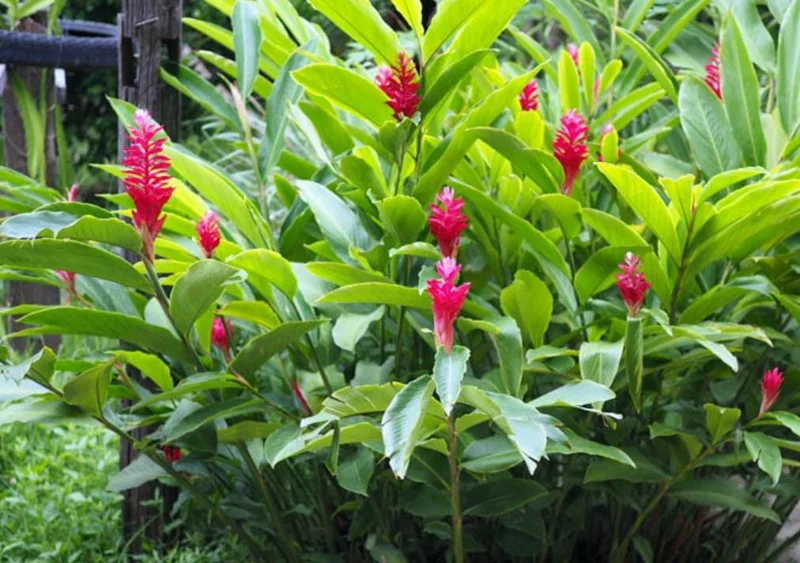Hot Pink Ginger Live Plant - 2-5" Tall - Tropical Ornamental Zingiber for Garden & Container Growing - Image 3