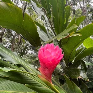 Hot Pink Ginger Live Plant - 2-5