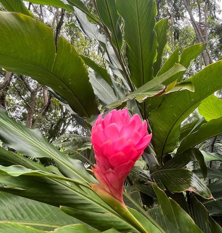Hot Pink Ginger Live Plant - 2-5" Tall - Tropical Ornamental Zingiber for Garden & Container Growing - Image 4