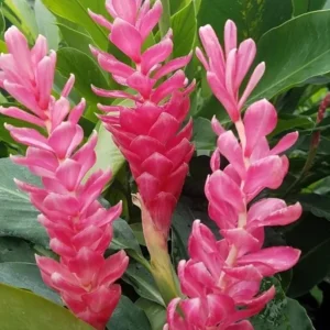 Hot Pink Ginger Live Plant - 2-5" Tall - Tropical Ornamental Zingiber for Garden & Container Growing - Image 1
