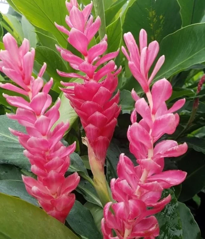Hot Pink Ginger Live Plant - 2-5" Tall - Tropical Ornamental Zingiber for Garden & Container Growing - Image 1