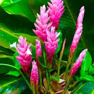 Hot Pink Ginger Live Plant - 2-5