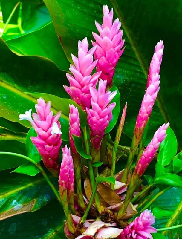 Hot Pink Ginger Live Plant - 2-5" Tall - Tropical Ornamental Zingiber for Garden & Container Growing - Image 5