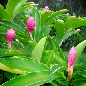Hot Pink Ginger Live Plant 4 inch Tall – Vibrant Tropical Blooms, Fragrant Perennial - Image 3
