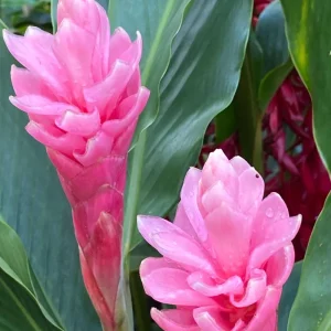 Hot Pink Ginger Live Plant 4 inch Tall – Vibrant Tropical Blooms, Fragrant Perennial - Image 4