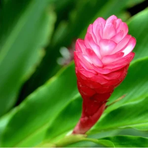 Hot Pink Ginger Live Plant 4 inch Tall – Vibrant Tropical Blooms, Fragrant Perennial - Image 5