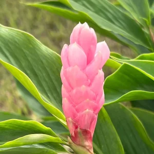 Hot Pink Ginger Live Plant 4 inch Tall – Vibrant Tropical Blooms, Fragrant Perennial - Image 6