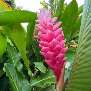 Hot Pink Ginger Live Plant 4 inch Tall – Vibrant Tropical Blooms, Fragrant Perennial - Image 7