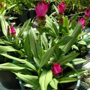 Hot Pink Ginger Live Plant 4 inch Tall – Vibrant Tropical Blooms, Fragrant Perennial - Image 8