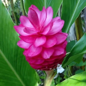 Hot Pink Ginger Live Plant 4 inch Tall – Vibrant Tropical Blooms, Fragrant Perennial - Image 9