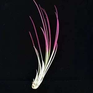 Hot Pink Juncea Air Plant - Live Tillandsia, 4-7 inch, Indoor Terrarium Supply - Image 1