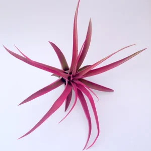 Hot Pink Tillandsia Capitata Air Plant Live Plant 4-7 inch Indoor Terrarium - Image 2