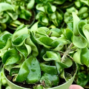 Hoya Hindu Rope Live Plant – Carnosa Compacta – Curly Houseplant in 4" Pot - Image 1